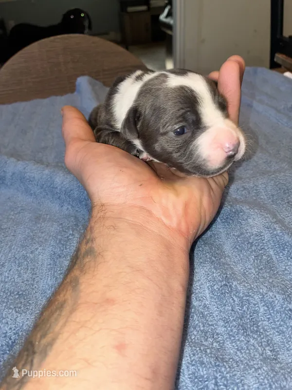 CLEO – American Bully, Alapaha Blue Blood Bulldog puppy for sale in Portsmouth, VA