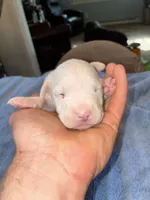 TANK, a male American Bully and Alapaha Blue Blood Bulldog for sale in Portsmouth, VA – 3 of 3