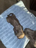 SASHA, a female American Bully and Alapaha Blue Blood Bulldog for sale in Portsmouth, VA – 2 of 3