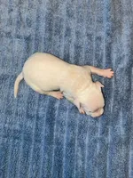 TANK, a male American Bully and Alapaha Blue Blood Bulldog for sale in Portsmouth, VA – 2 of 3