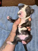 CLEO, a female American Bully and Alapaha Blue Blood Bulldog for sale in Portsmouth, VA – 2 of 3