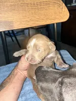 DIESEL, a male American Bully and Alapaha Blue Blood Bulldog for sale in Portsmouth, VA – 2 of 3