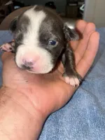 CLEO, a female American Bully and Alapaha Blue Blood Bulldog for sale in Portsmouth, VA – 3 of 3