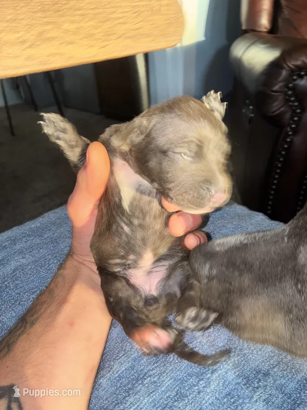 SASHA – American Bully, Alapaha Blue Blood Bulldog puppy for sale in Portsmouth, VA