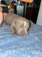 DIESEL, a male American Bully and Alapaha Blue Blood Bulldog for sale in Portsmouth, VA – 3 of 3