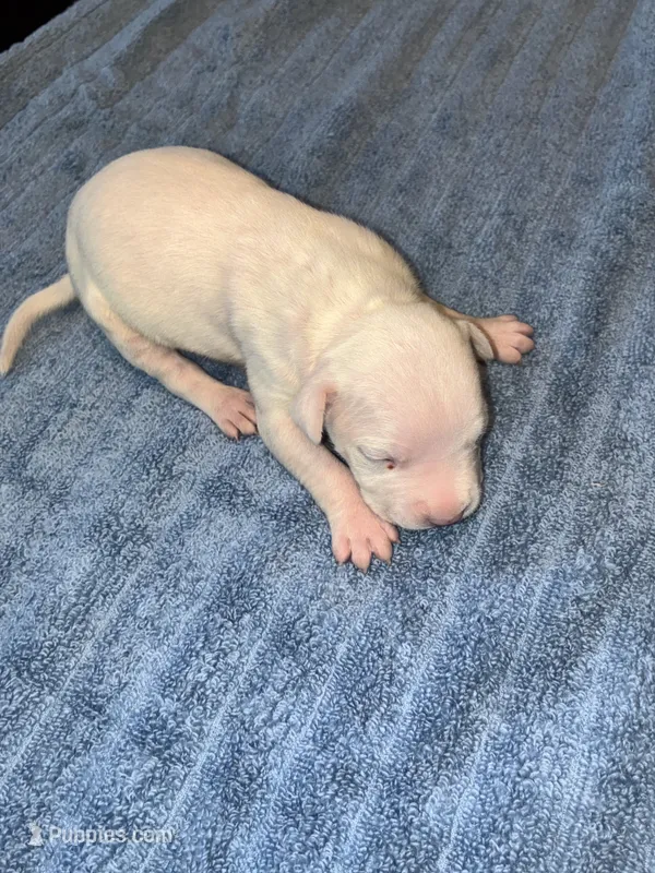 TANK – American Bully, Alapaha Blue Blood Bulldog puppy for sale in Portsmouth, VA