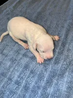 TANK, a male American Bully and Alapaha Blue Blood Bulldog for sale in Portsmouth, VA – 1 of 3