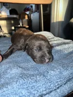 MOXIE, a female American Bully and Alapaha Blue Blood Bulldog for sale in Portsmouth, VA – 3 of 3