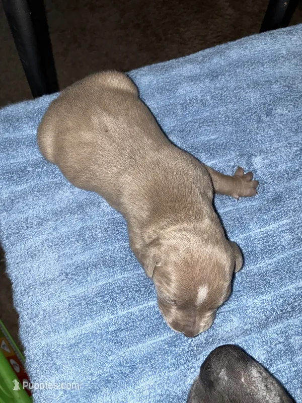 DIESEL – American Bully, Alapaha Blue Blood Bulldog puppy for sale in Portsmouth, VA