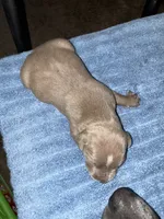 DIESEL, a male American Bully and Alapaha Blue Blood Bulldog for sale in Portsmouth, VA – 1 of 3