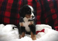 MR.RED, a male Bernese Mountain Dog for sale in Vassalboro, ME – 2 of 2