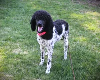 Jazz, a female Poodle - Standard  for sale in Vassalboro, ME – Photo 2 of 3