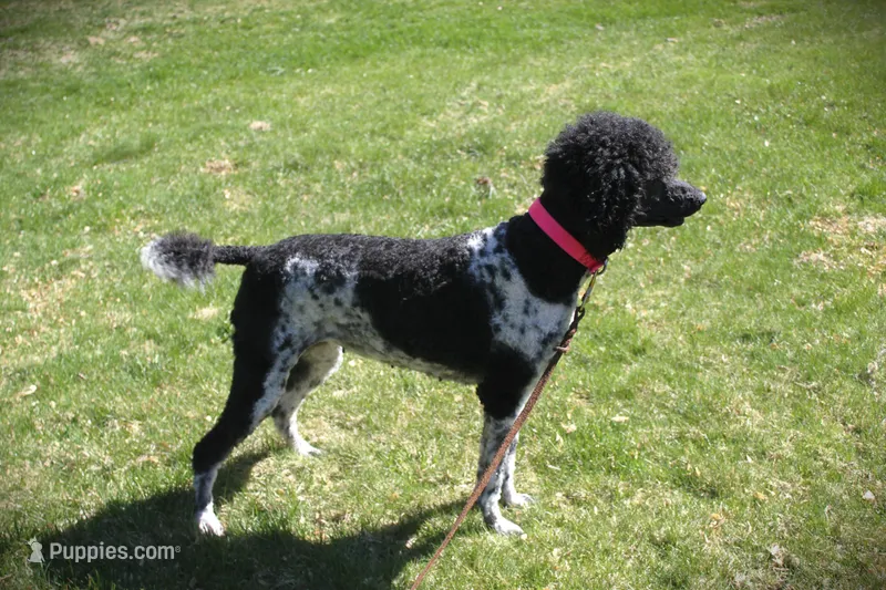 Jazz, a female Poodle - Standard  for sale in Vassalboro, ME – Photo 1 of 3