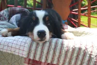 Mr. Baby Blue, a male Bernese Mountain Dog for sale in Vassalboro, ME – 2 of 3