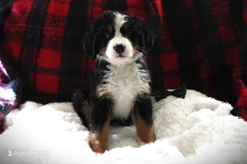MR. BLACK – Bernese Mountain Dog puppy for sale in Vassalboro, ME