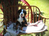 Mr. Purple, a male Bernese Mountain Dog for sale in Vassalboro, ME – 2 of 2