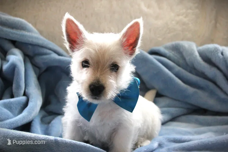 Mr.Blue – West Highland White Terrier puppy for sale in Vassalboro, ME