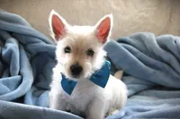 Mr.Blue, a male West Highland White Terrier for sale in Vassalboro, ME – 1 of 3