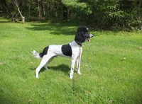 Miss. Brown, a female Poodle - Standard  for sale in Vassalboro, ME – 3 of 4