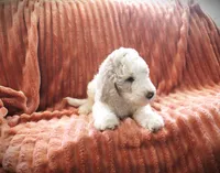 MR. Cream Puff, a male Poodle - Standard  for sale in Vassalboro, ME – 3 of 5