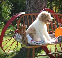 MR. Green, a male Poodle - Standard  for sale in Vassalboro, ME – 3 of 7