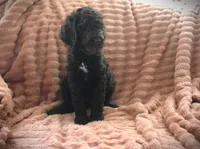 MR. Brown Abstract, a male Poodle - Standard  for sale in Vassalboro, ME – 2 of 4