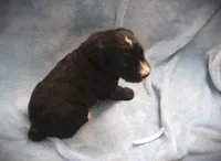 CHLOE"S BABY BLUE, a male Bernese Mountain Dog and Poodle - Standard  for sale in Vassalboro, ME – Photo 3 of 3