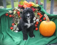 CHLOE"S BABY BLUE, a male Bernese Mountain Dog and Poodle - Standard  for sale in Vassalboro, ME – Photo 1 of 3