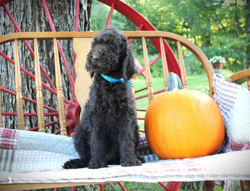 Miss. Brown – Poodle - Standard  puppy for sale in Vassalboro, ME