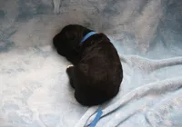 CHLOE'S BLUE BOY, a male Bernese Mountain Dog and Poodle - Standard  for sale in Vassalboro, ME – Photo 4 of 4