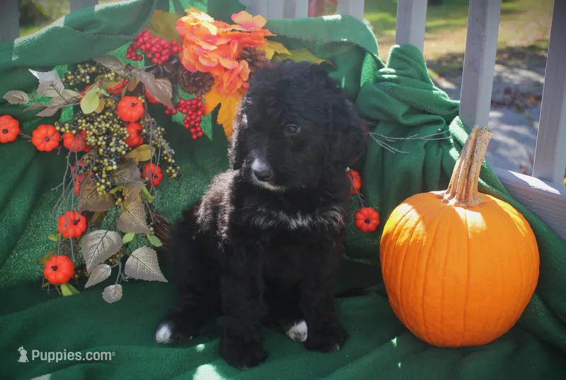 CHLOE'S BLUE BOY, a male Bernese Mountain Dog and Poodle - Standard  for sale in Vassalboro, ME – Photo 1 of 4