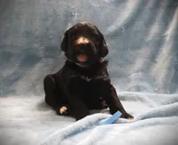 CHLOE'S BLUE BOY, a male Bernese Mountain Dog and Poodle - Standard  for sale in Vassalboro, ME – Photo 3 of 4