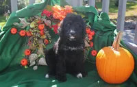 CHLOE'S BLUE BOY, a male Bernese Mountain Dog and Poodle - Standard  for sale in Vassalboro, ME – Photo 2 of 4