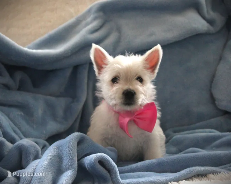 MISS PINK – West Highland White Terrier puppy for sale in Vassalboro, ME
