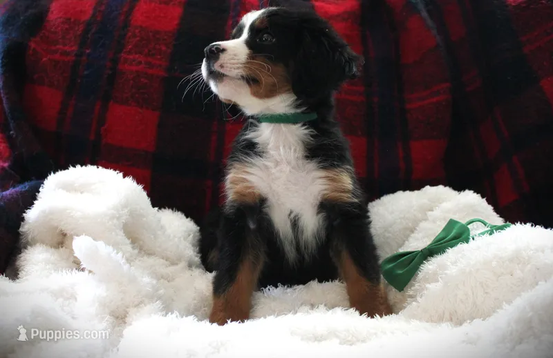 MR. Green – Bernese Mountain Dog puppy for sale in Vassalboro, ME