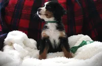 MR. Green, a male Bernese Mountain Dog for sale in Vassalboro, ME – 1 of 2