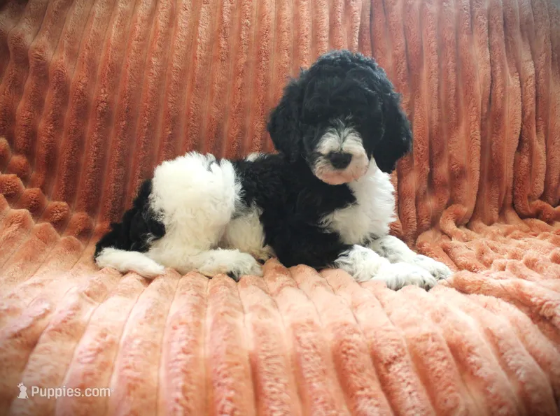 Mr. Daddy's y boy – Poodle - Standard  puppy for sale in Vassalboro, ME