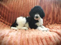 Mr. Daddy's y boy, a male Poodle - Standard  for sale in Vassalboro, ME – 1 of 4