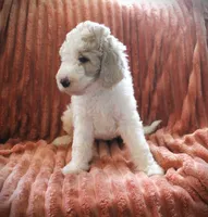 MR. Cream Puff, a male Poodle - Standard  for sale in Vassalboro, ME – 1 of 5