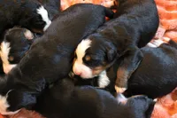 MR. BLACK, a male Bernese Mountain Dog for sale in Vassalboro, ME – 2 of 3