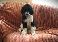 Mr. Daddy's y boy, a male Poodle - Standard  for sale in Vassalboro, ME – 2 of 4