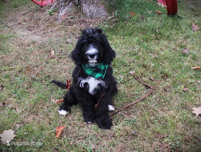 CHLOE"S GREEN BOY, a male Bernedoodle for sale in Vassalboro, ME – Photo 1 of 2