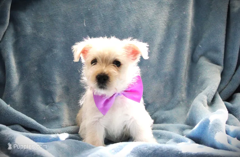 MISS. Lavender – West Highland White Terrier puppy for sale in Vassalboro, ME
