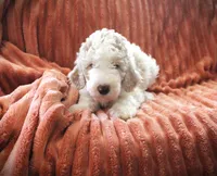 MR. Cream Puff, a male Poodle - Standard  for sale in Vassalboro, ME – 2 of 5
