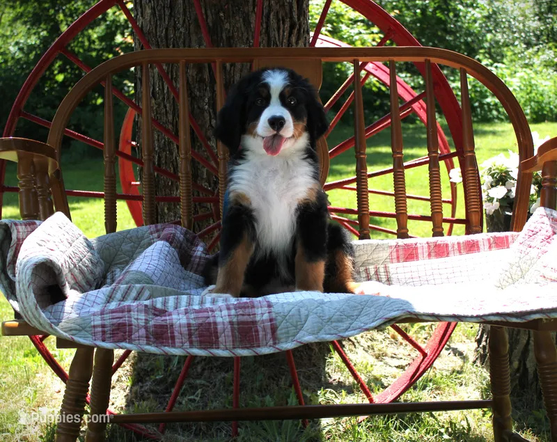 MR. BLACK – Bernese Mountain Dog puppy for sale in Vassalboro, ME