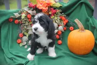 CHLOE'S RED BOY, a male Bernese Mountain Dog and Poodle - Standard  for sale in Vassalboro, ME – Photo 2 of 4
