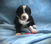 CHLOE'S RED BOY, a male Bernese Mountain Dog and Poodle - Standard  for sale in Vassalboro, ME – Photo 3 of 4