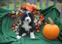 CHLOE'S RED BOY, a male Bernese Mountain Dog and Poodle - Standard  for sale in Vassalboro, ME – Photo 1 of 4