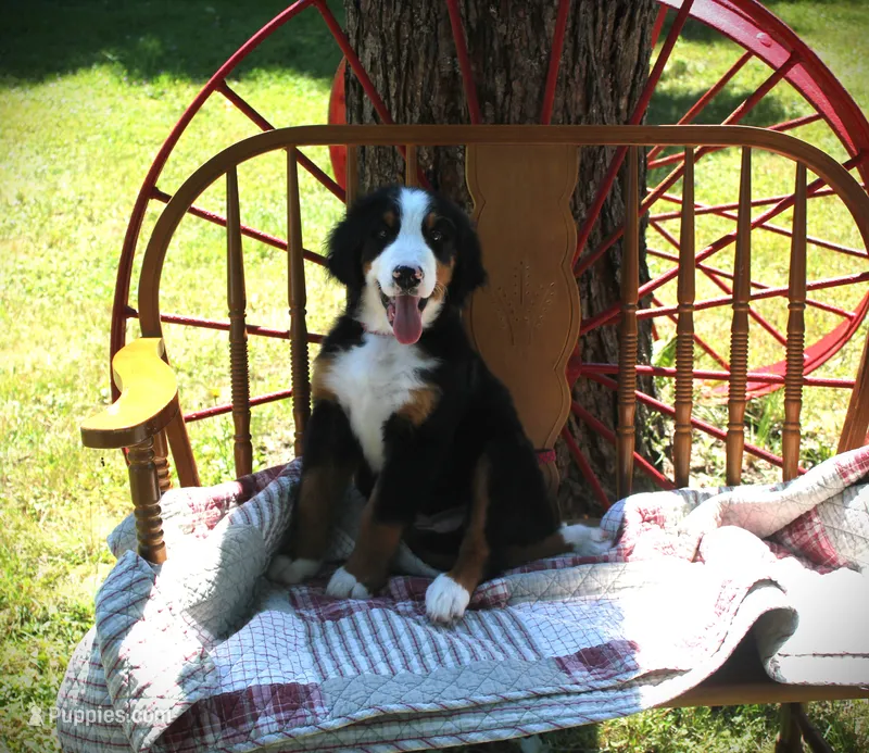 Mr. Purple – Bernese Mountain Dog puppy for sale in Vassalboro, ME