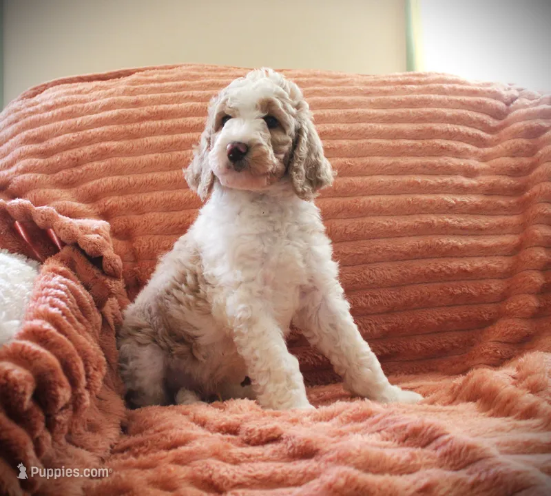 MR. Green – Poodle - Standard  puppy for sale in Vassalboro, ME